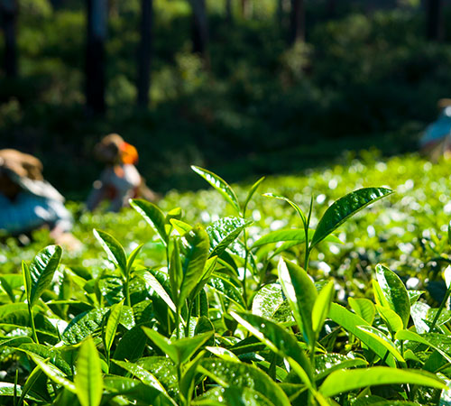 Beautiful Darjeeling Tour