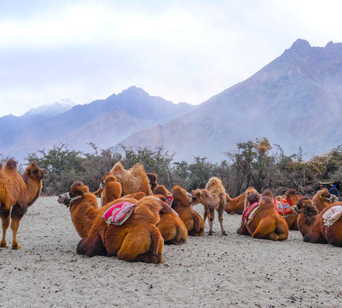 Markha Valley Trek